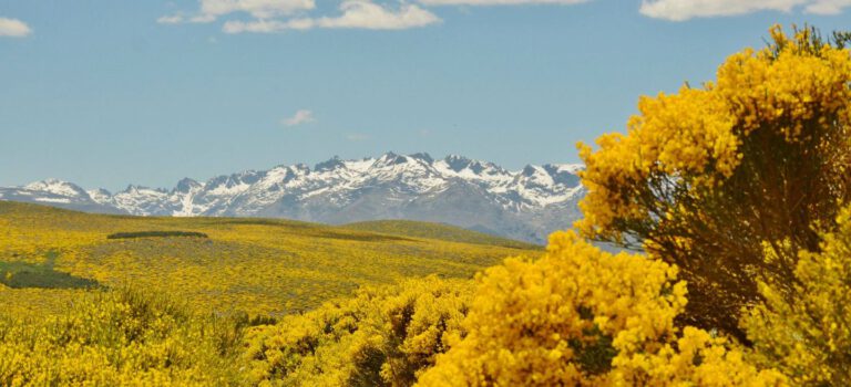 La Sierra de Gredos se ilumina con los colores del piorno en flor